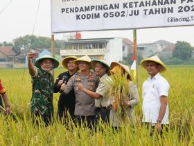 Petani Rorotan Semringah, Panen Raya Disambut Gembira Bersama TNI, Polri, dan Forkopimko